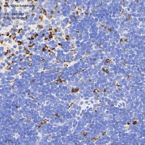 GB11067-100 Anti-CD68 Rabbit pAb-2
