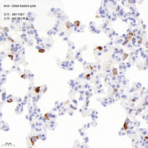 GB11067-100 Anti-CD68 Rabbit pAb-4