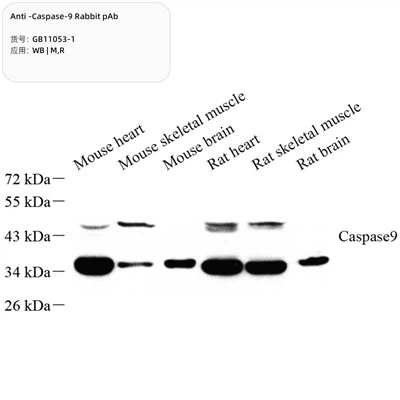 एंटी-कास्पेज़ -9 खरगोश पाब