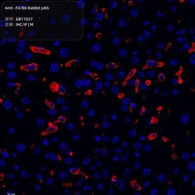 एंटी-एफ 4\/80 खरगोश पीएबी