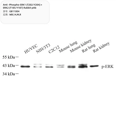 एंटी-फॉस्फो-ERK1 (T202\/Y204) + ERK2 (T185\/Y187) खरगोश PAB