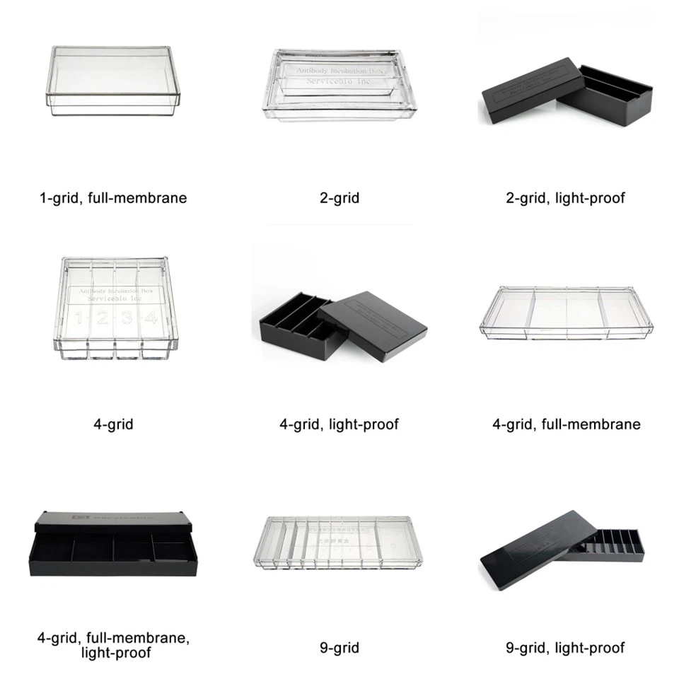 WB Antibody Incubation Box